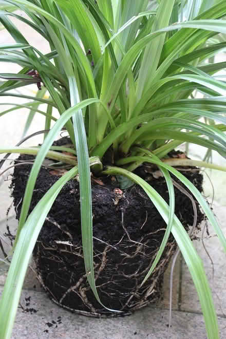 Photo of free 2 healthy plants (Bray Seafront) #2