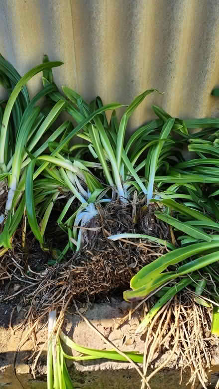 Photo of free Agapanthus Clumps (Thornlie) #2
