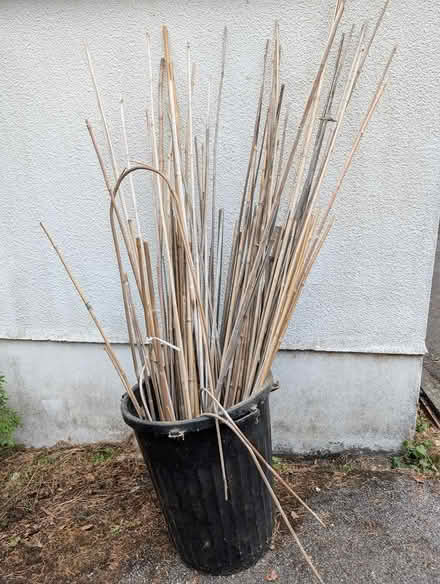 Photo of free Bamboo canes (Parkstone) #1