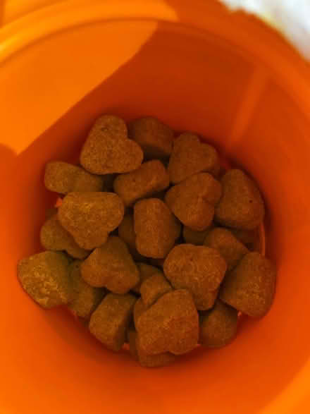 Photo of free Liver support for dogs (Montebello) #2