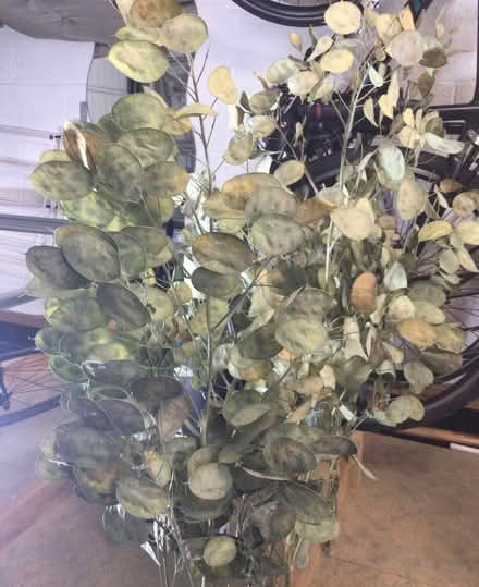 Photo of free Teazle and honesty seedhead bunches (Allithwaite LA11) #4