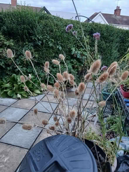 Photo of free Dried teasels, Dipsacus (Hereford City Centre HR1) #2