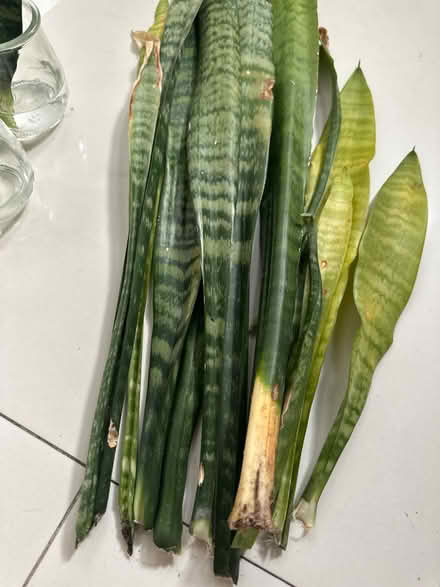 Photo of free Sanseveria cuttings/leaves (CO4 9 Colchester) #3
