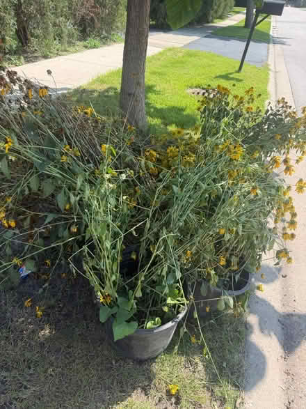 Photo of free Black-eyed susans curb alert (Bensenville) #1