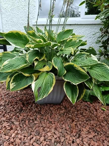 Photo of free Hosta plant in tub (Giffnock G46) #1
