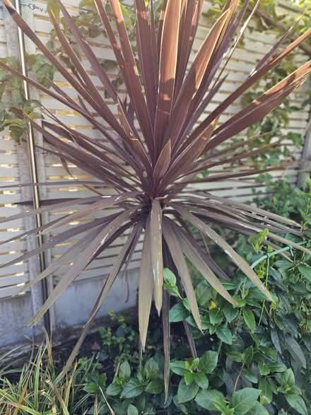 Photo of free Cordiline palm (Bramley LS13) #1