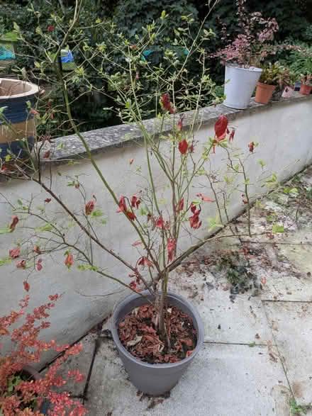 Photo of free Blueberry bush (South Gosforth NE3) #1
