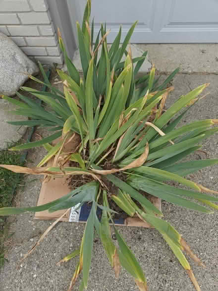 Photo of free More Purple bearded Iris-Livonia (Livonia) #2
