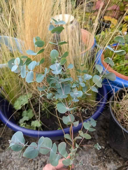 Photo of free Eucalyptus Tree (Cottingley BD16) #1