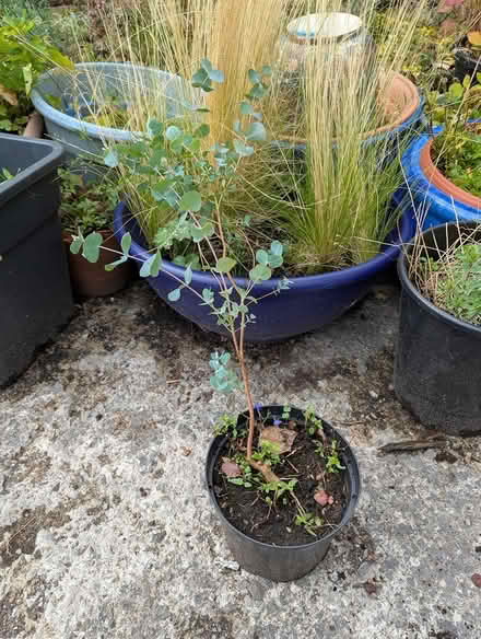 Photo of free Eucalyptus Tree (Cottingley BD16) #2