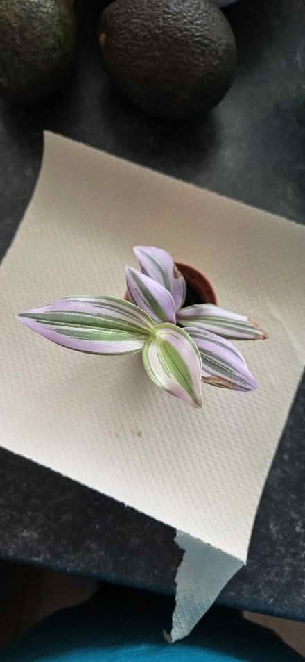 Photo of free Houseplant cuttings (Broadstairs CT10) #2