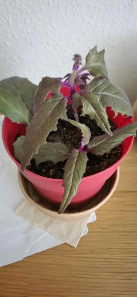 Photo of free Houseplant cuttings (Broadstairs CT10) #1