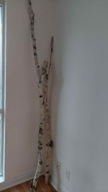 Photo of free 2 tall birch branches (319 Merton st) #1