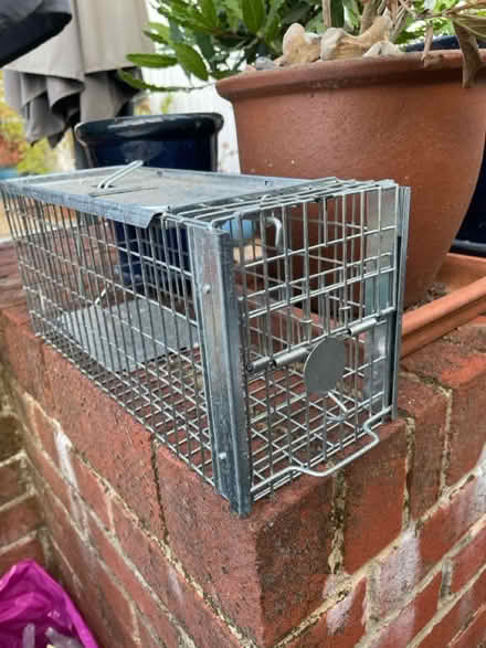 Photo of free Humane rat trap (Sevenoaks TN14) #1