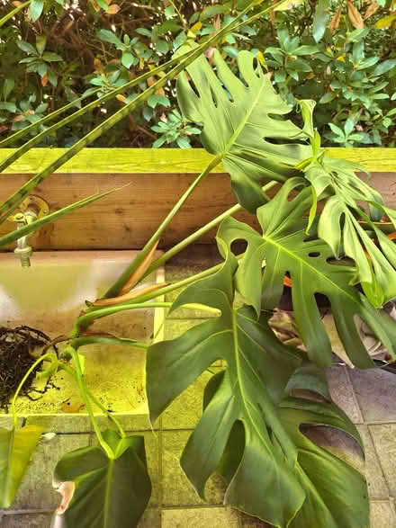 Photo of free House plants- Cheese plants and snake plants (Clayton-le-Woods PR5) #3
