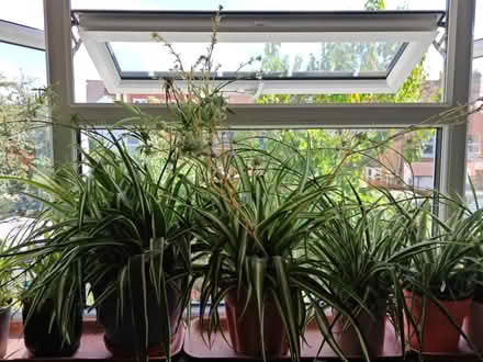 Photo of free Spider plants potted up (Thornton Heath CR7) #1