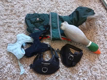 Photo of free Very small dog puppy harnesses etc (Buxworth SK23) #1