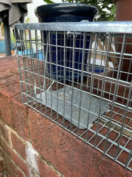Photo of free Humane rat trap (Sevenoaks TN14) #2