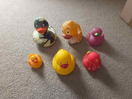 Photo of free Rubber ducks (set of 6) (Tunbridge Wells N. TN4) #1