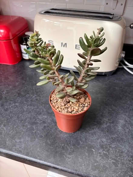 Photo of free Jade plant and Pachyphytum plants (Wigston Magna LE18) #1