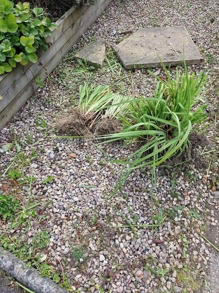 Photo of free Flag Iris (Cornton FK9) #1