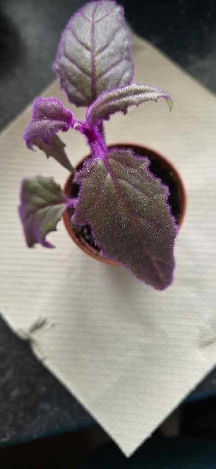 Photo of free Houseplant cuttings (Broadstairs CT10) #3