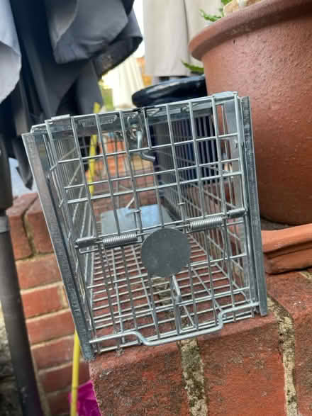 Photo of free Humane rat trap (Sevenoaks TN14) #4