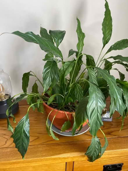 Photo of free Plant (Woodlands TW7) #1