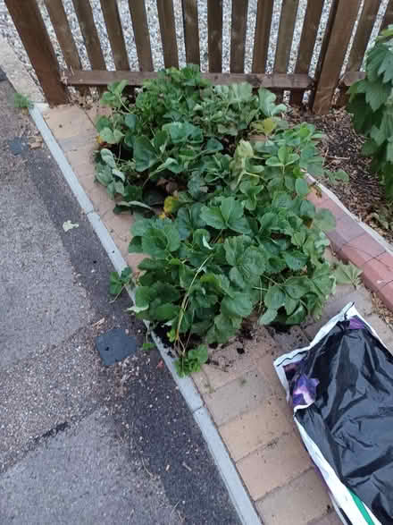 Photo of free Strawberry plants (Blackhorse Lane SG4) #1