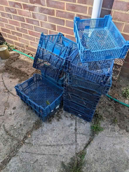 Photo of free Blue mushroom trays x10 (Castlepoint BH8) #1