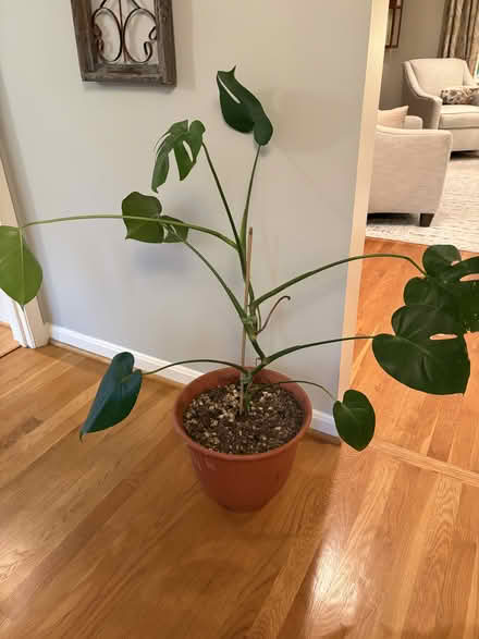 Photo of free Monstera deliciosa plant (Rockville 20853) #1