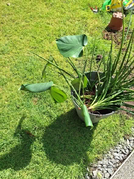 Photo of free House plants- Cheese plants and snake plants (Clayton-le-Woods PR5) #2