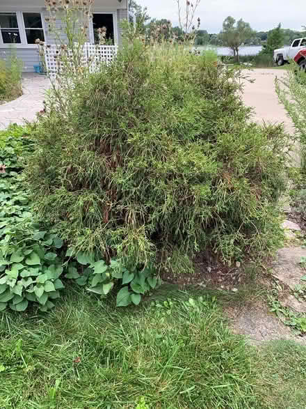 Photo of free Large Landscape evergreen (Cranberry Lake) #1