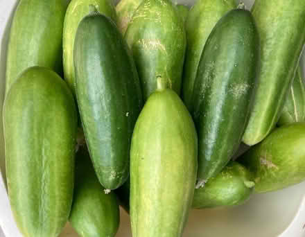 Photo of free Freshly picked cucumbers (GMV SE10) #1