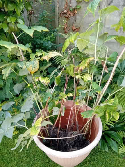 Photo of free Raspberry plants (Clitheroe BB7) #1