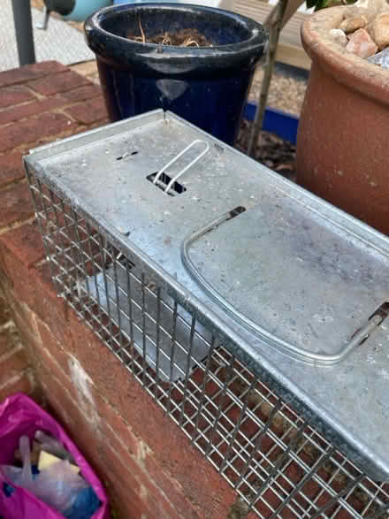 Photo of free Humane rat trap (Sevenoaks TN14) #3