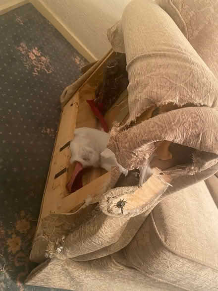 Photo of free 3 seater sofa for re-upholstery (Ashwood Road PR2) #2