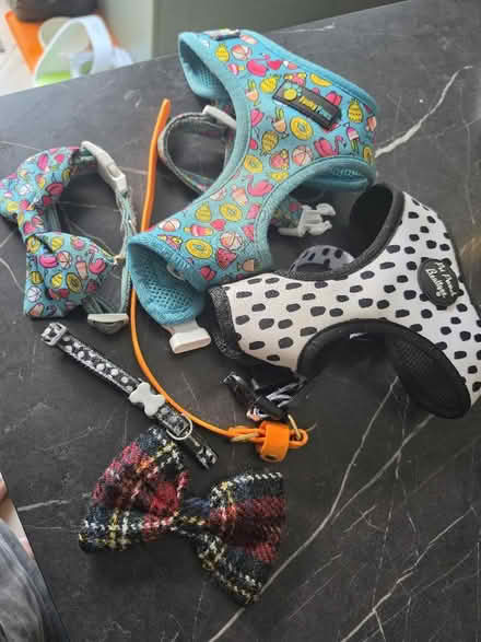 Photo of free Small dog harnesses, collars and bows (Coldean BN1) #1