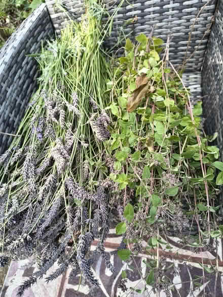 Photo of free Lavender and Margoram (Eccleston Lane Ends L35) #1