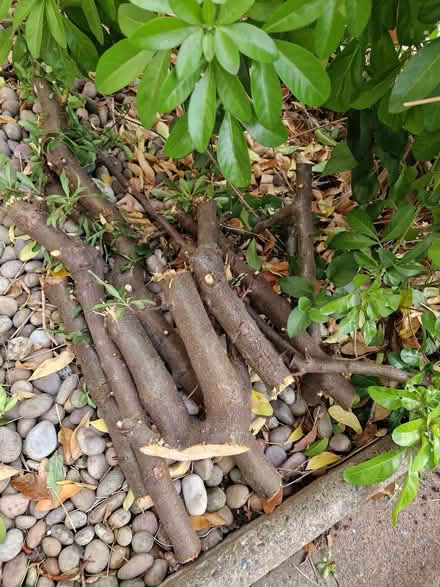 Photo of free Firewood (Comely Bank EH4) #1