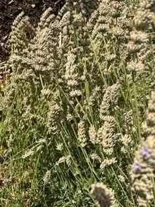 Photo of free Cut lavender (Caldecott OX14) #1