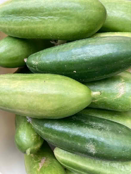 Photo of free Freshly picked cucumbers (GMV SE10) #2