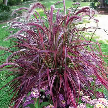 Photo of Pennisetum Chinese Fountain grass (Cubbington CV32) #1
