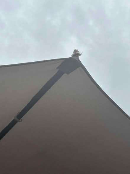 Photo of free Lovely outdoor umbrella (Spondon derby DE21) #4