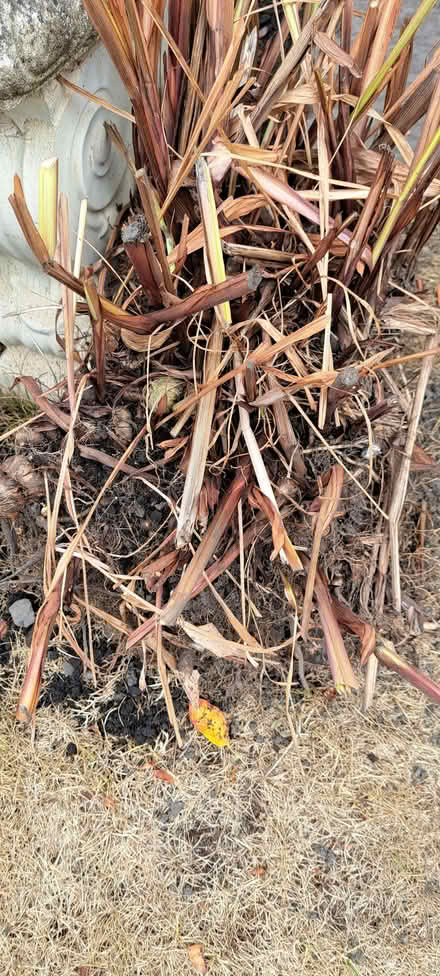 Photo of free Crocosmia (Presteigne LD8) #1