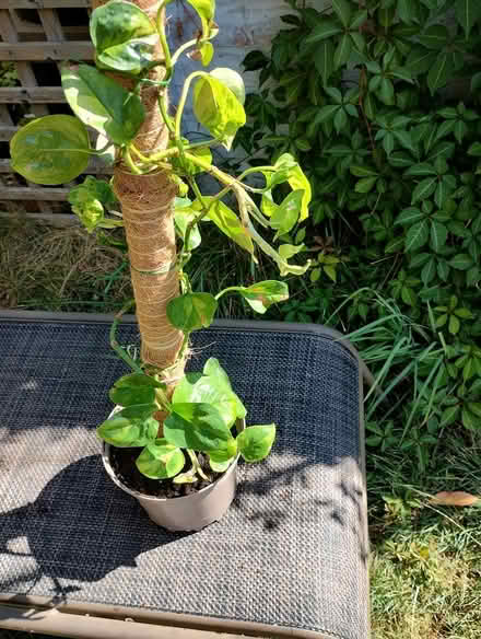 Photo of free Climbing Houseplant #2 (Bratton) #1