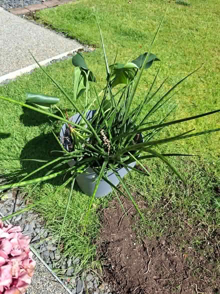 Photo of free House plants- Cheese plants and snake plants (Clayton-le-Woods PR5) #1