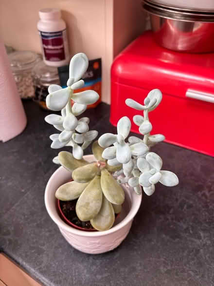 Photo of free Jade plant and Pachyphytum plants (Wigston Magna LE18) #2