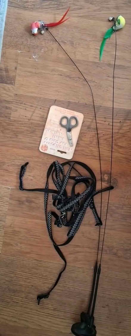 Photo of free Kitten items (Coxheath ME17) #1