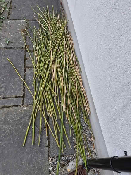 Photo of free Bamboo (Churchtown D14) #1